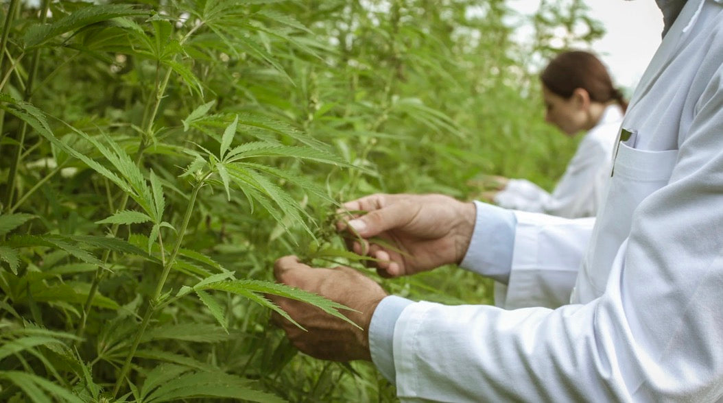 Healthy crops protected by Omnicide IPM